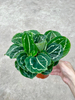 Green Beauty Calathea 120#