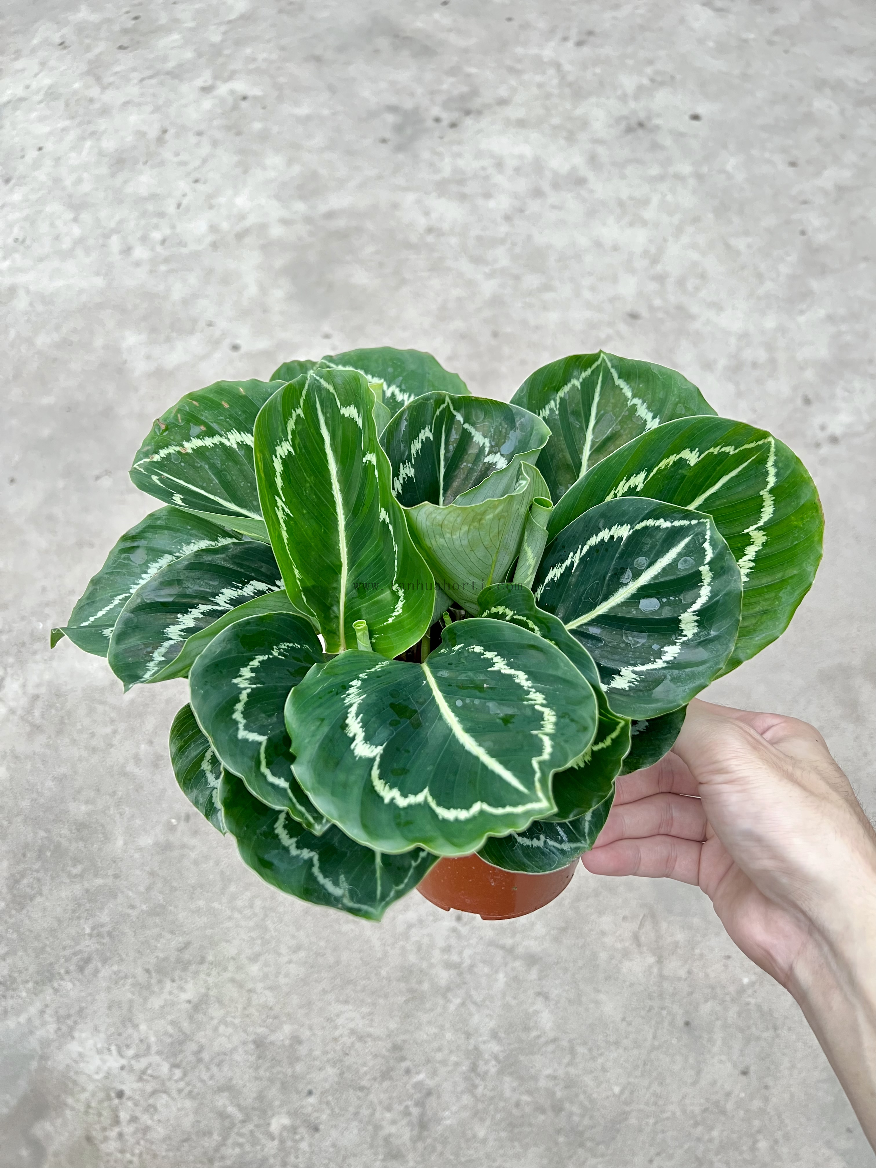 Green Beauty Calathea 120#