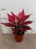 Red Angle Aglaonema