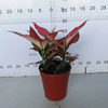 Red Angle Aglaonema