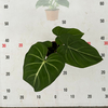 Philodendron Gloriosum 110#