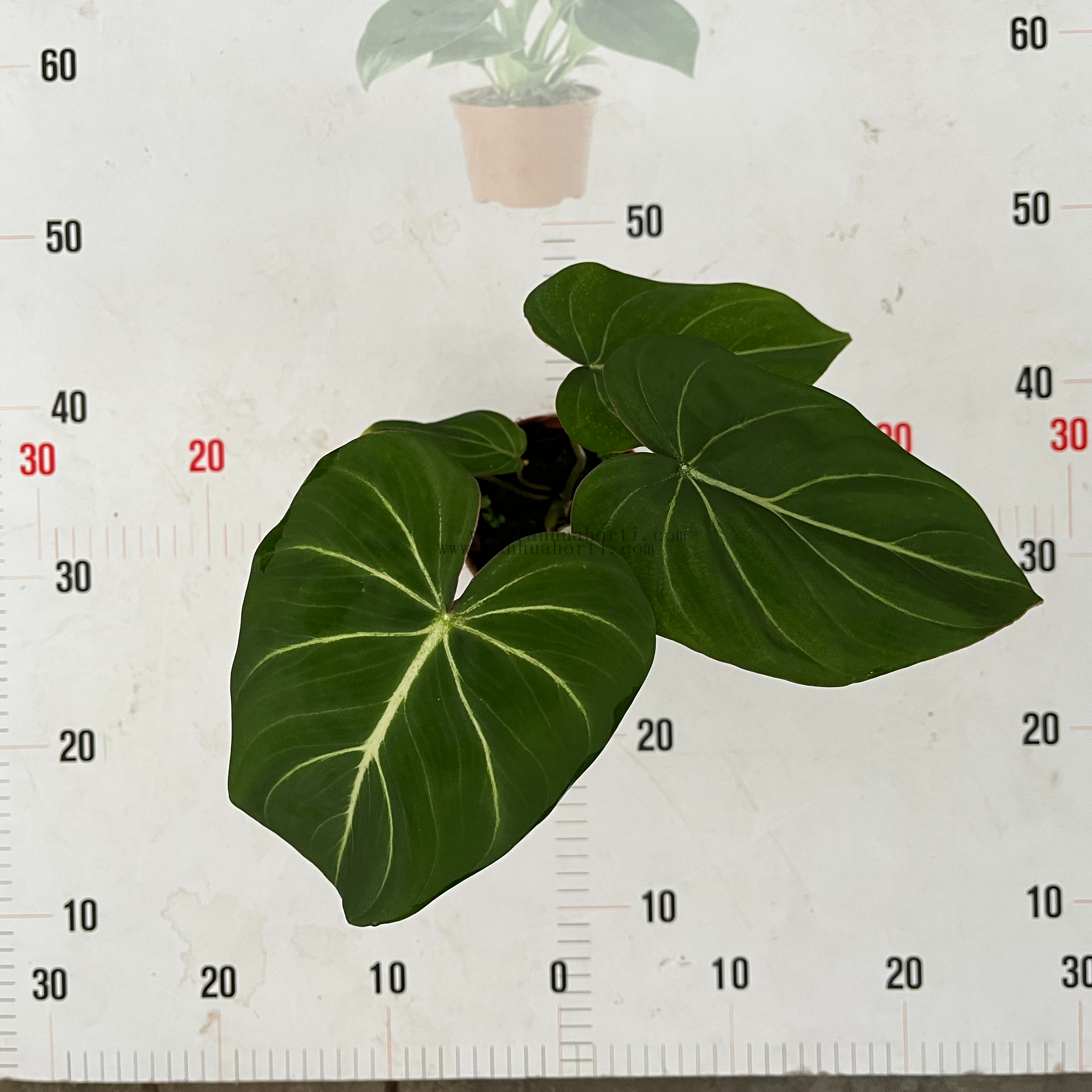 Philodendron Gloriosum 110#