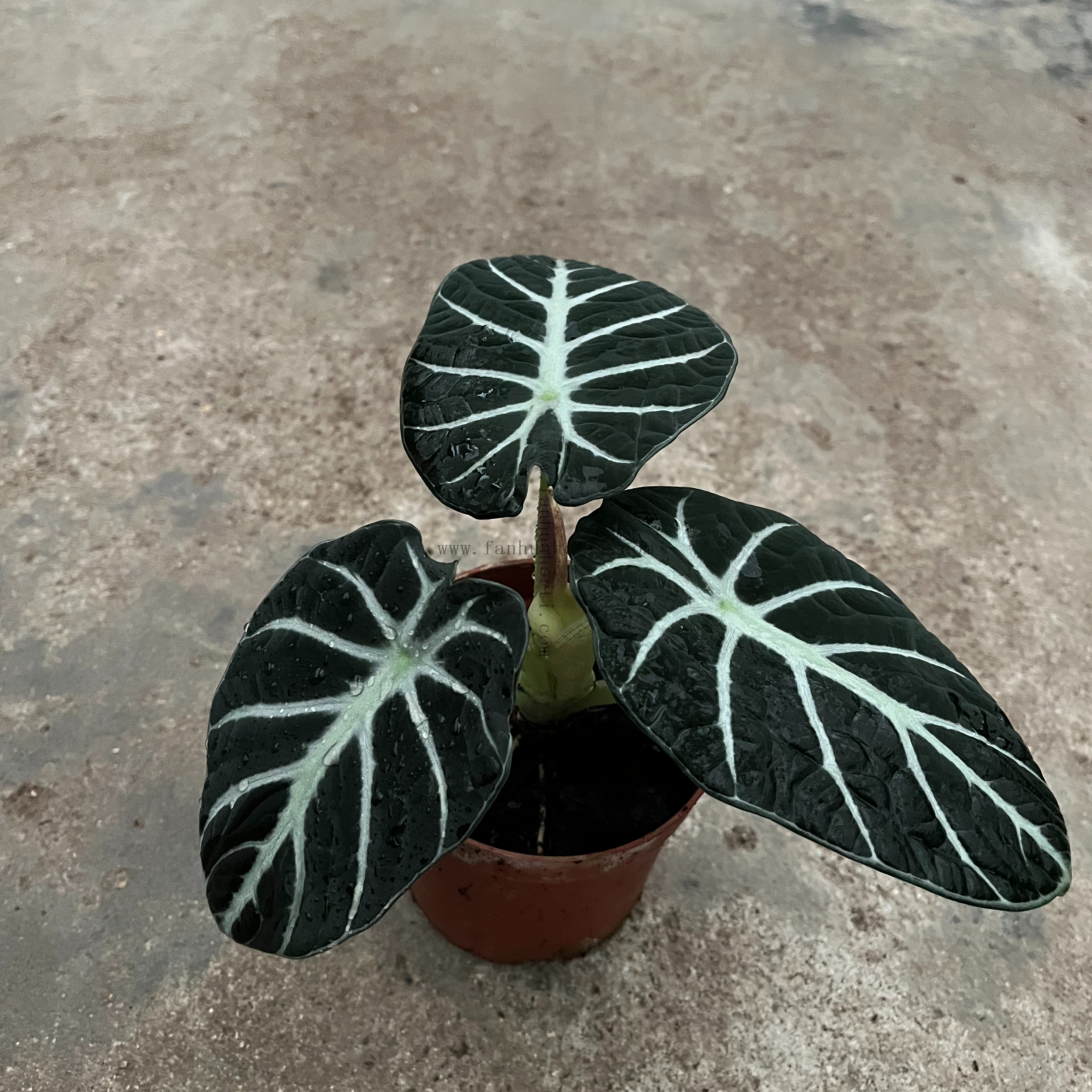 Alocasia Reginula Ninja 110#