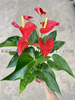 Anthurium Andraeanum Michigan 150#