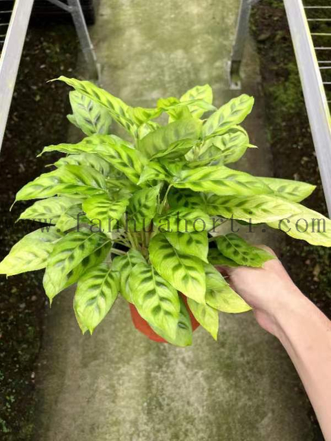 Fio Calathea 140#