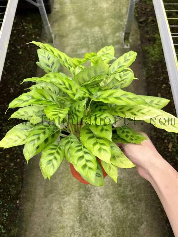 Fio Calathea 140#