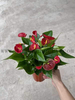 Anthurium Andraeanum Red success 140#