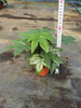 Fatsia Japonica 110#