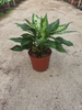 Rohdea Japonica 110#