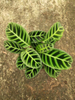 Calathea Green Back Velvet 110#