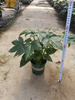 Fatsia Japonica 0.5 Gallon