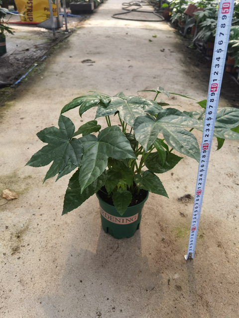 Fatsia Japonica 0.5 Gallon