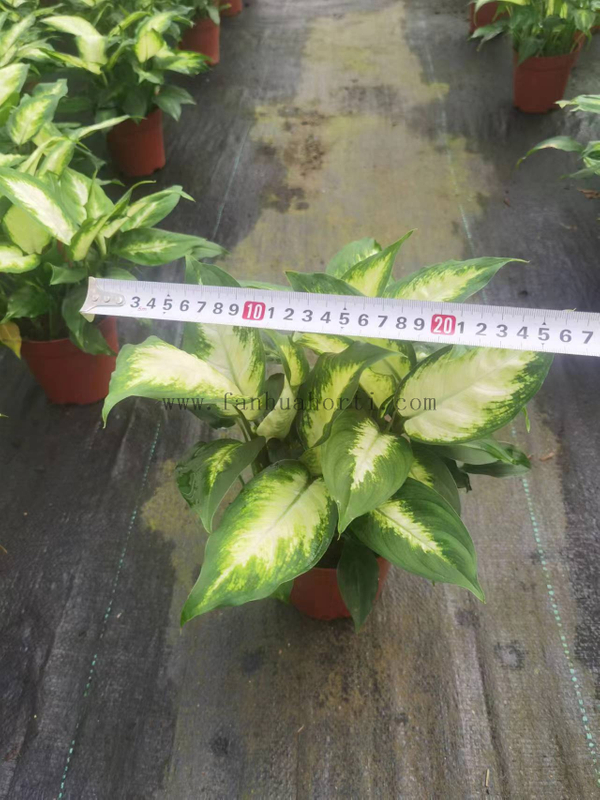 Dieffenbachia Picta 140#