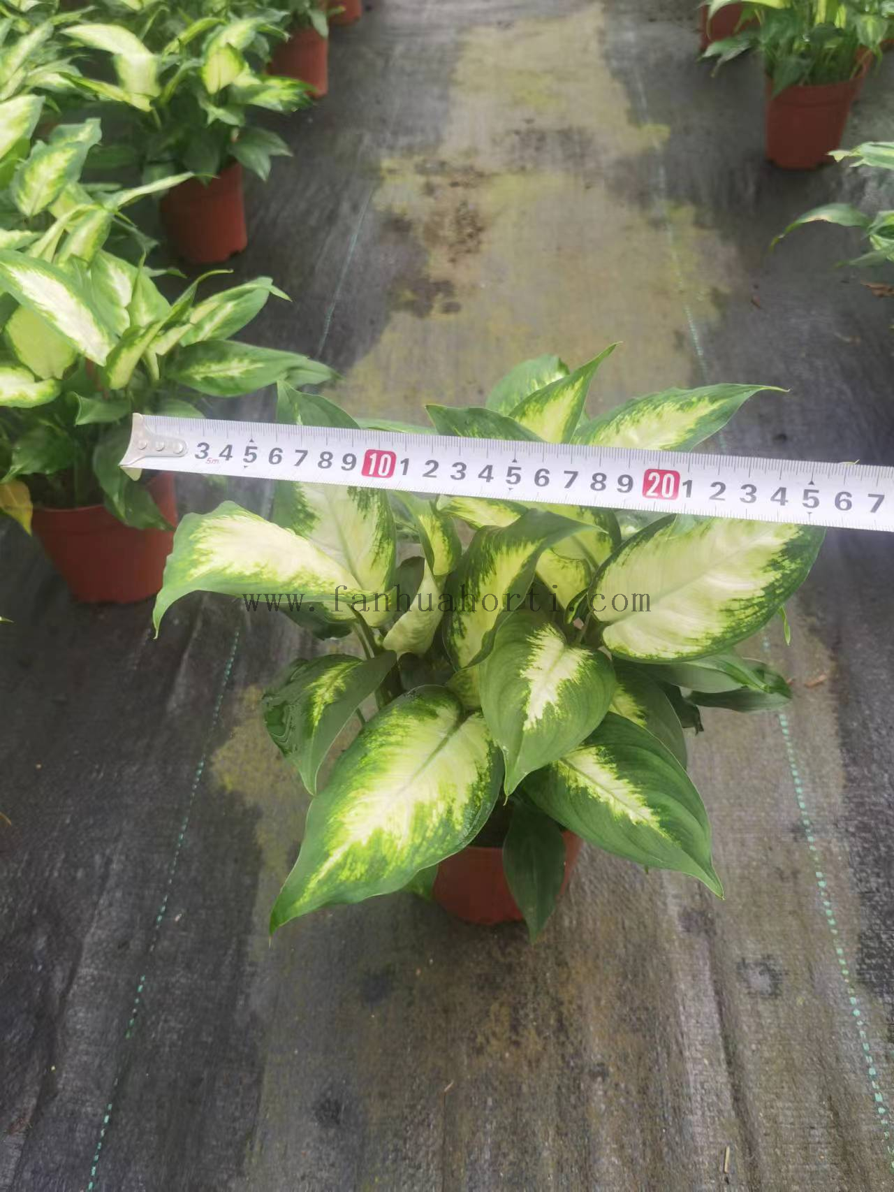 Dieffenbachia Picta 140#