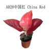 0.5G Future Red Aglaonema Wholesale Nursery Indoor Potted Green Ornamental Indoor Plant