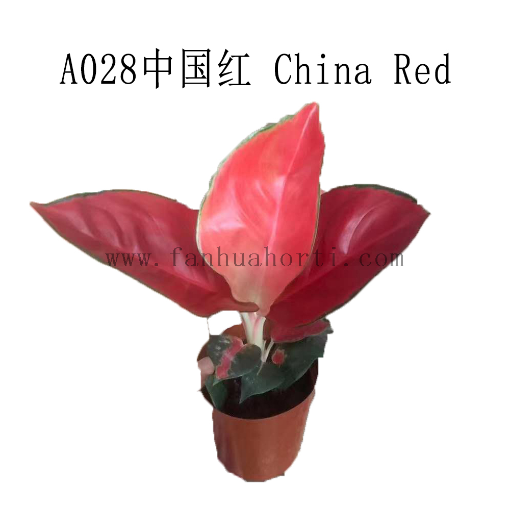 0.5G Future Red Aglaonema Wholesale Nursery Indoor Potted Green Ornamental Indoor Plant