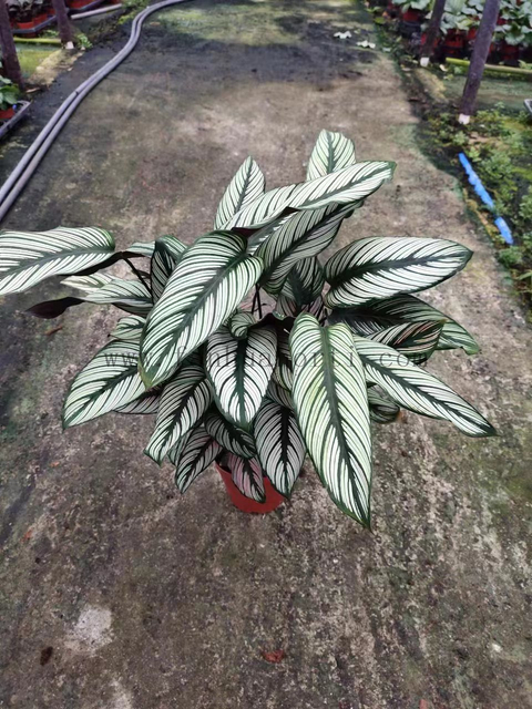 Calathea White Star 140#