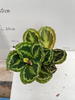 New Rainbow Calathea 110#