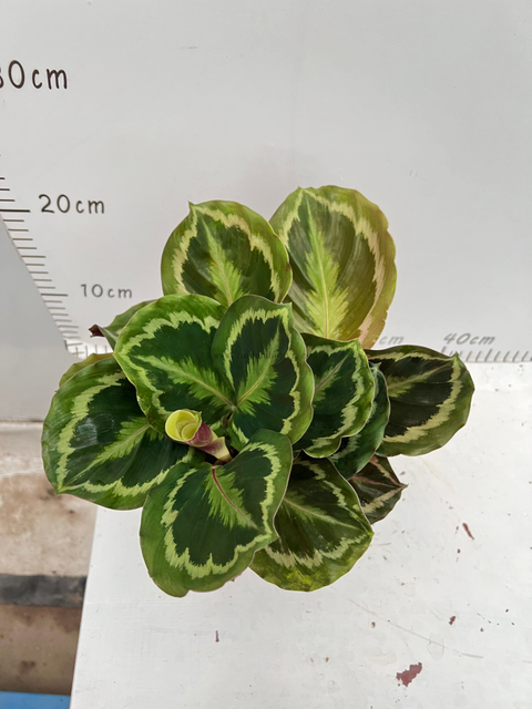 New Rainbow Calathea 110#