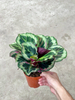 Black Rose Calathea 120#