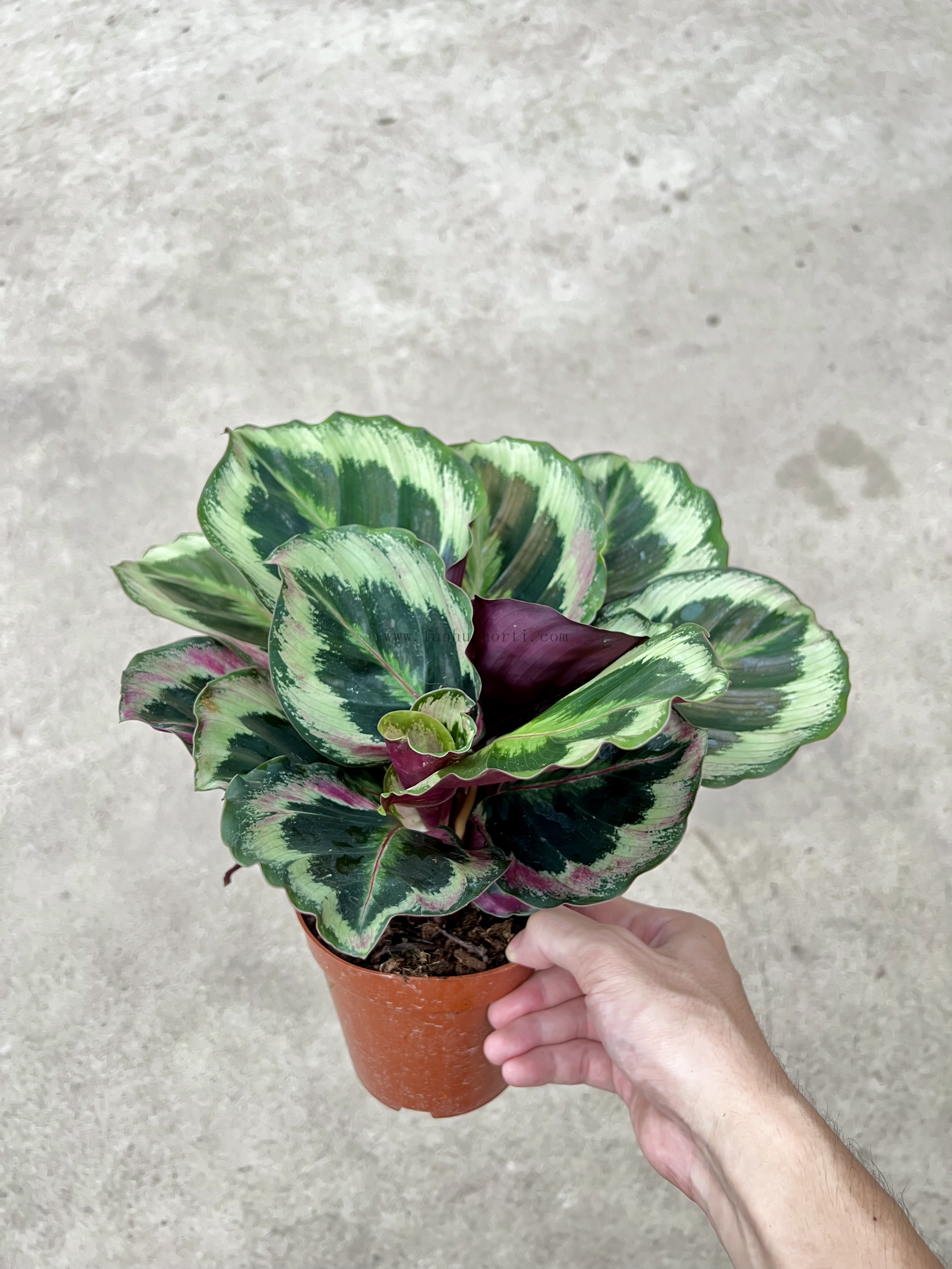 Black Rose Calathea 120#