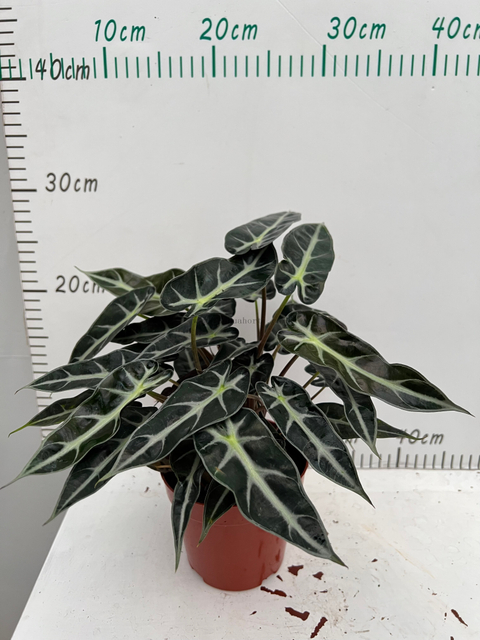 Small Godness Alocasia 120#