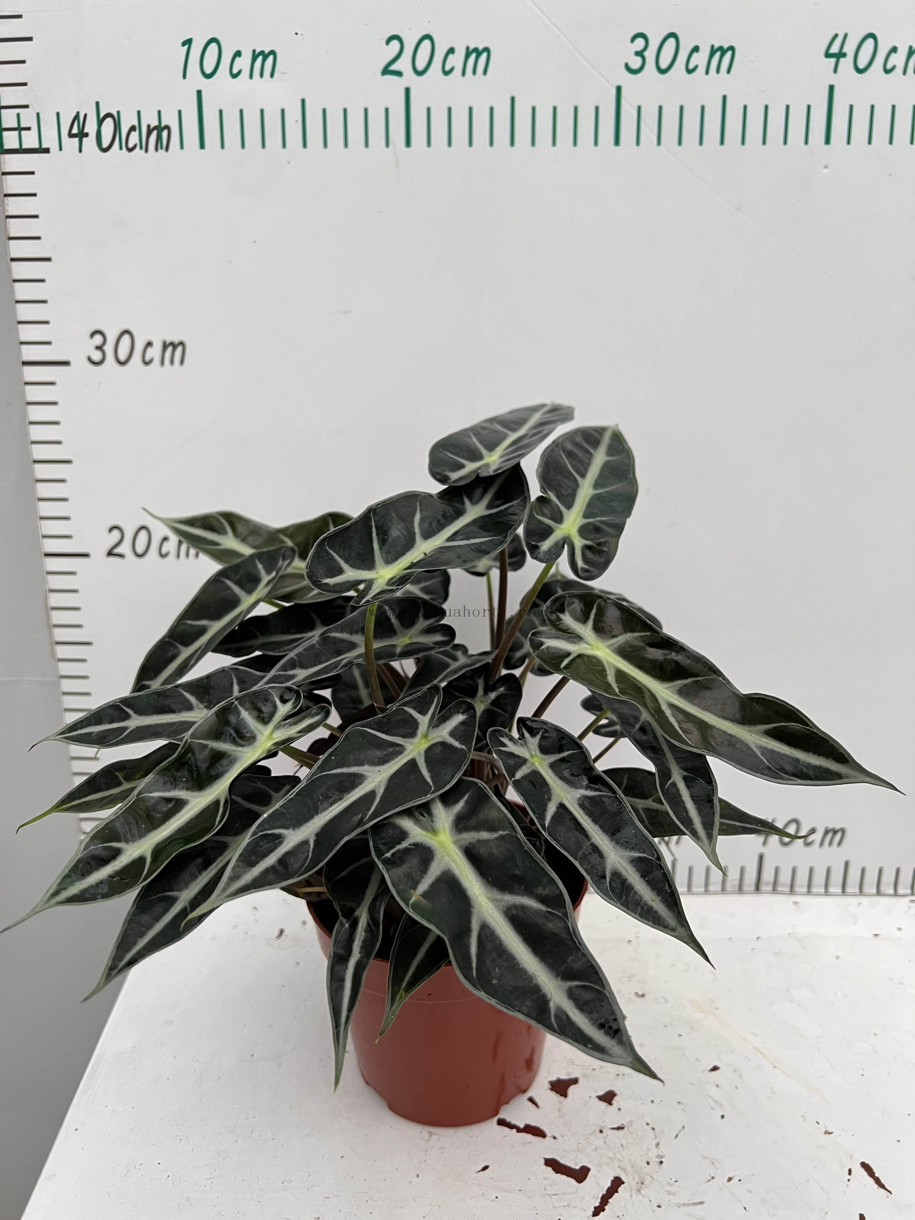 Small Godness Alocasia 120#