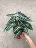 Small Godness Alocasia 150#