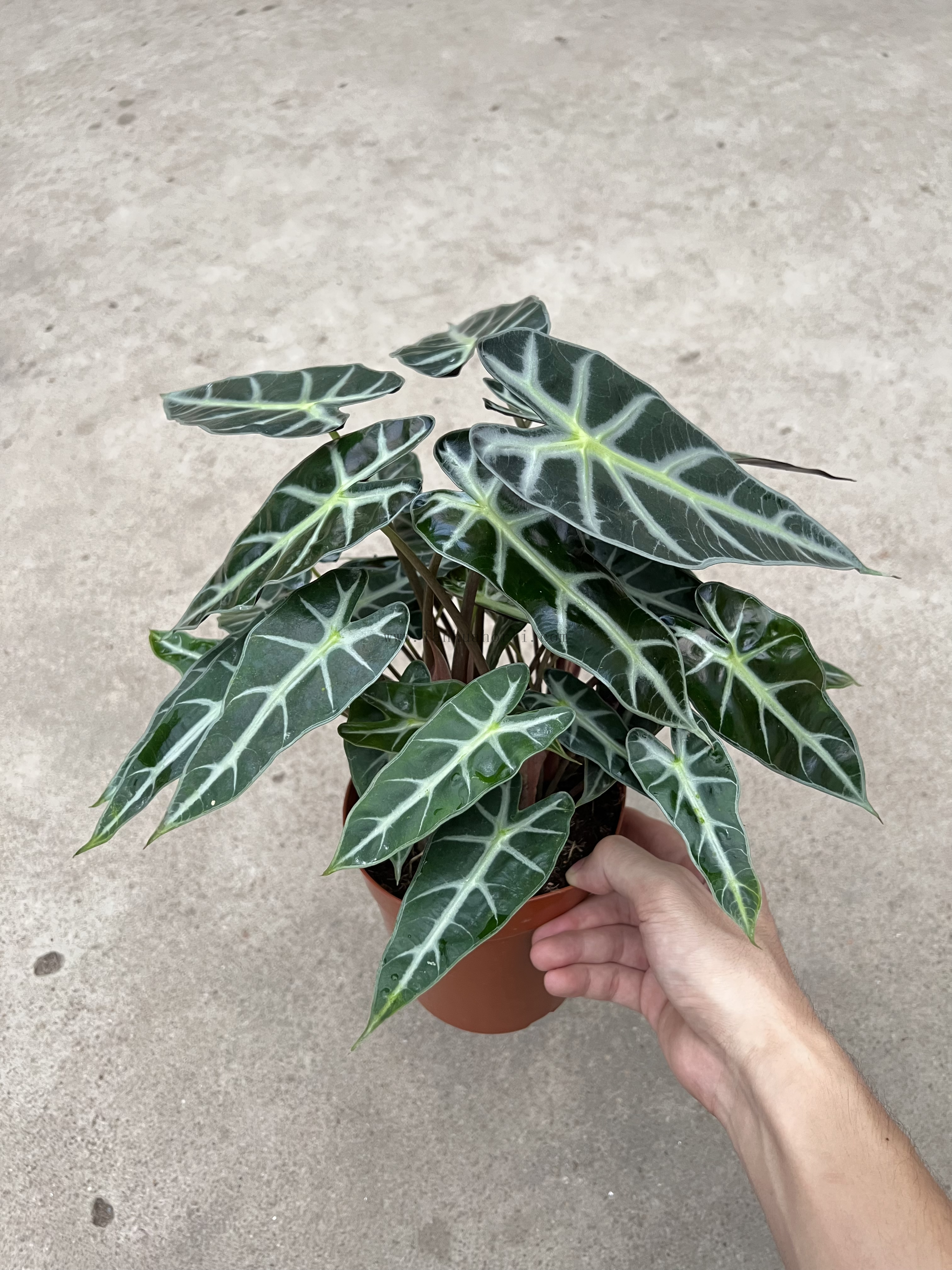 Small Godness Alocasia 150#