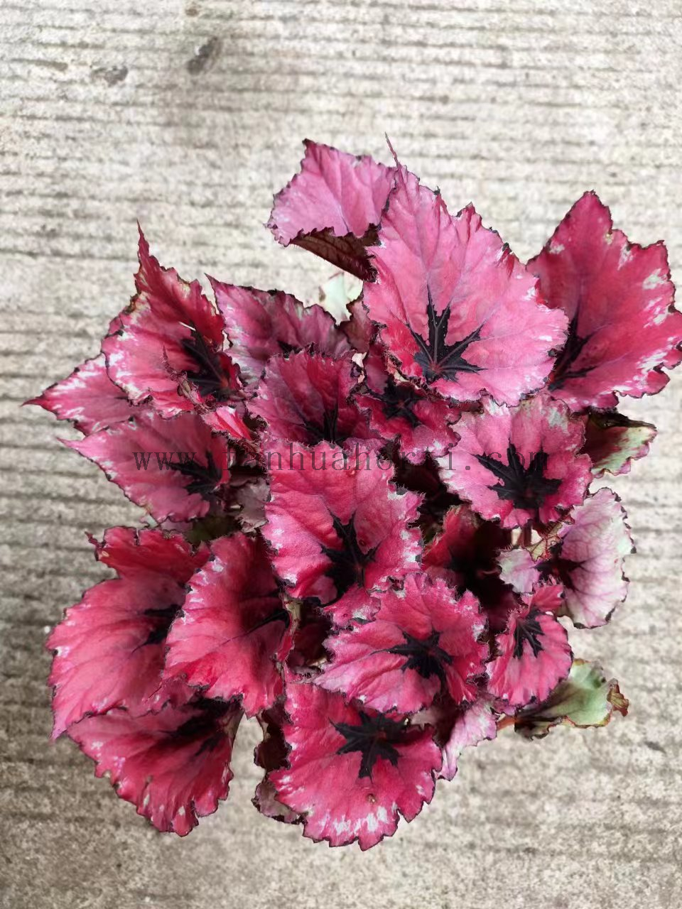 Begonia Rhodophylla 180#