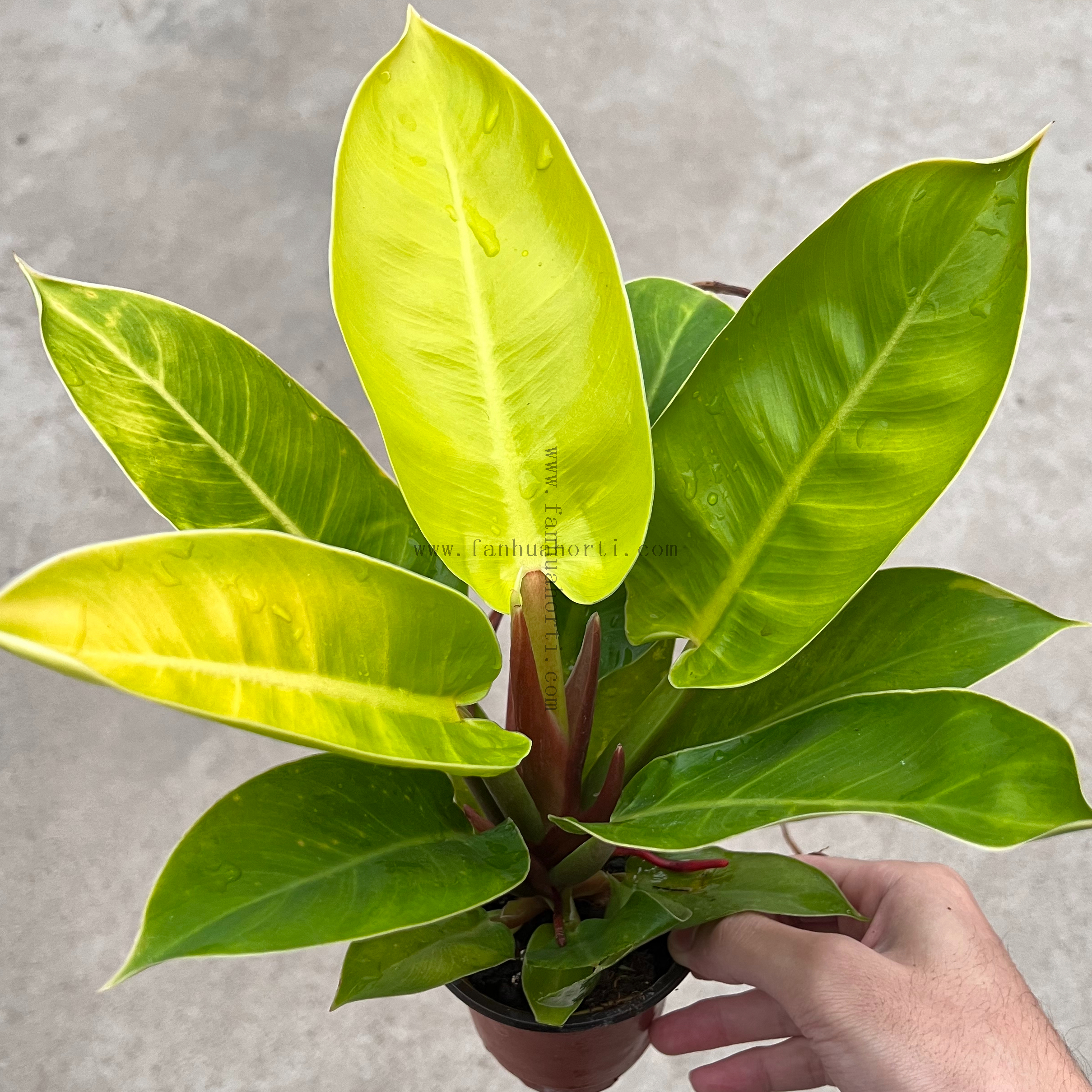 Gold King Philodendron 90#