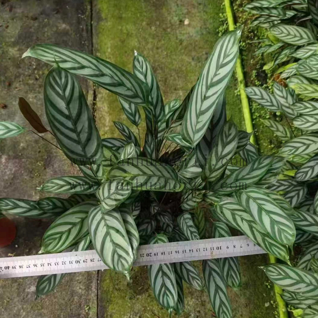Setosa Maranta