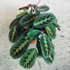 Erythroneura Maranta