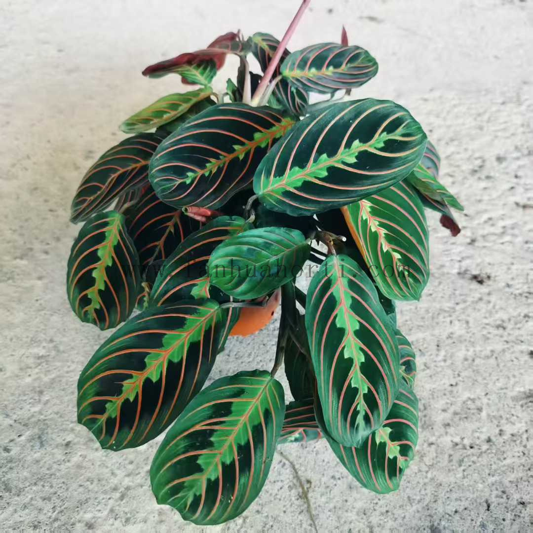 Erythroneura Maranta