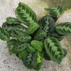 LemonLime Maranta