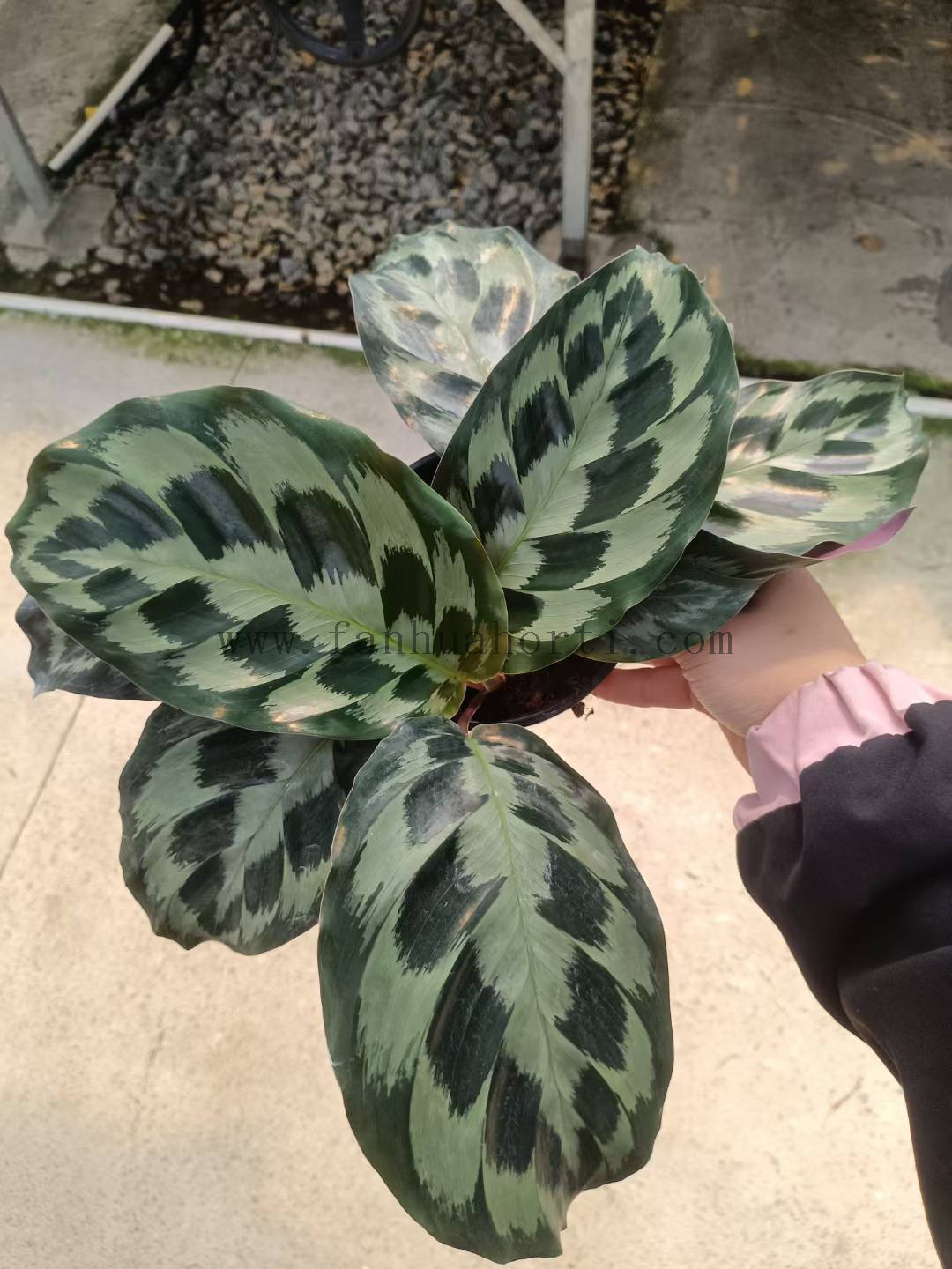 Helen Kennedy calathea