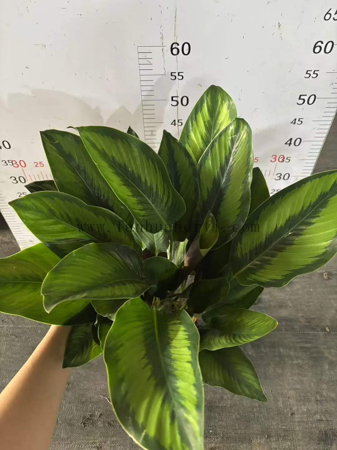Beautiful Star Calathea