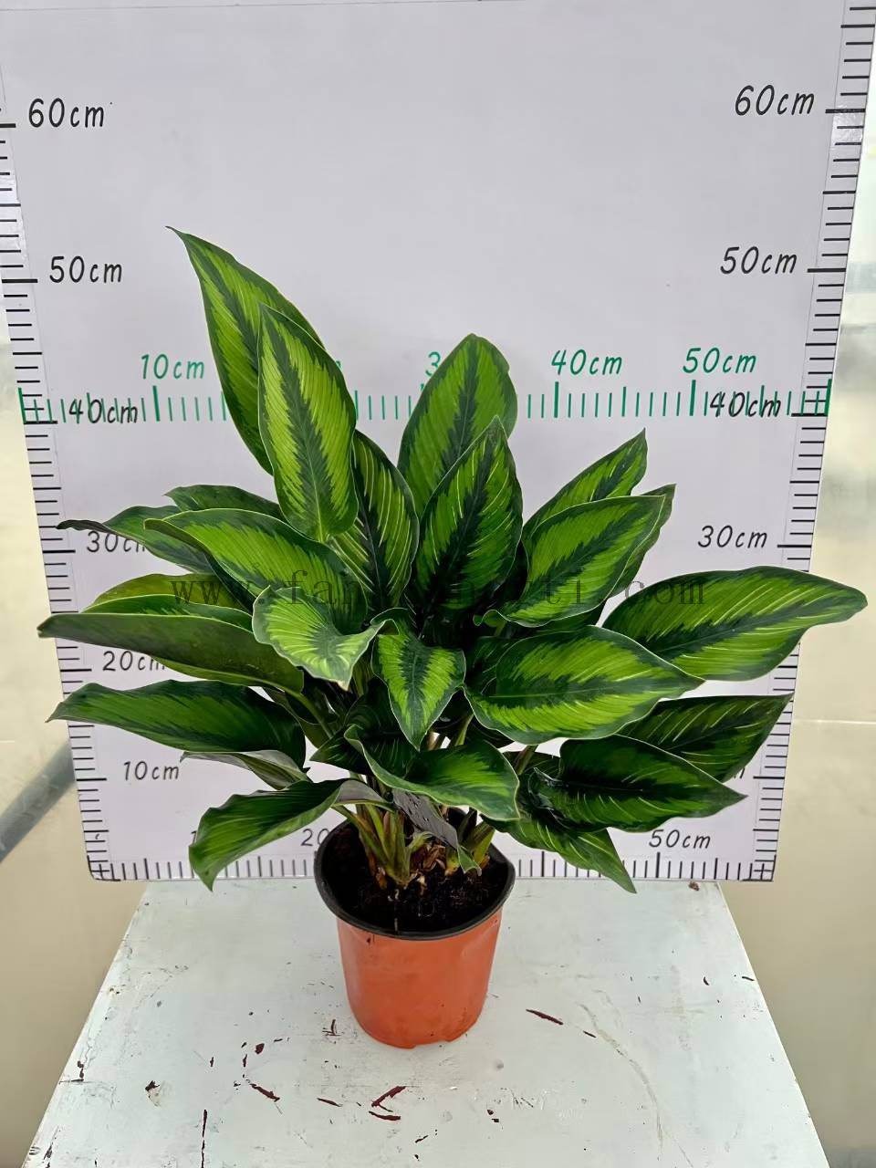 Beautiful Star Calathea