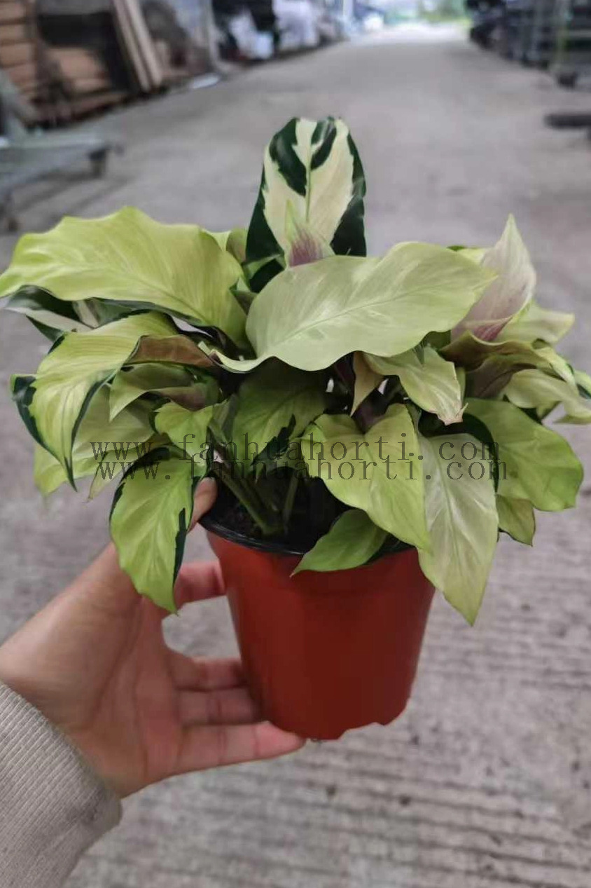 Thai Beauty Calathea