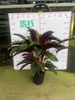 Velvet Glory Calathea
