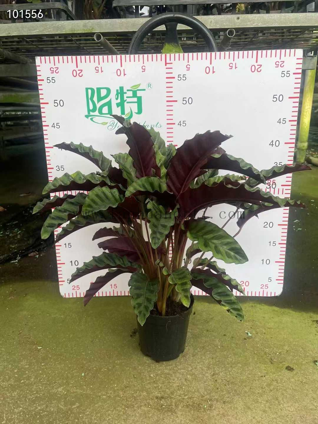 Velvet Glory Calathea