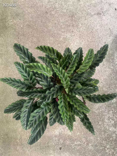 Velvet Glory Calathea