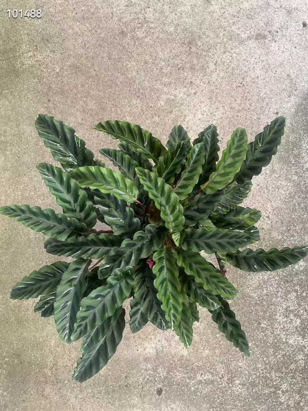 Velvet Glory Calathea