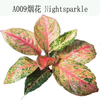 Starshining Aglaonema