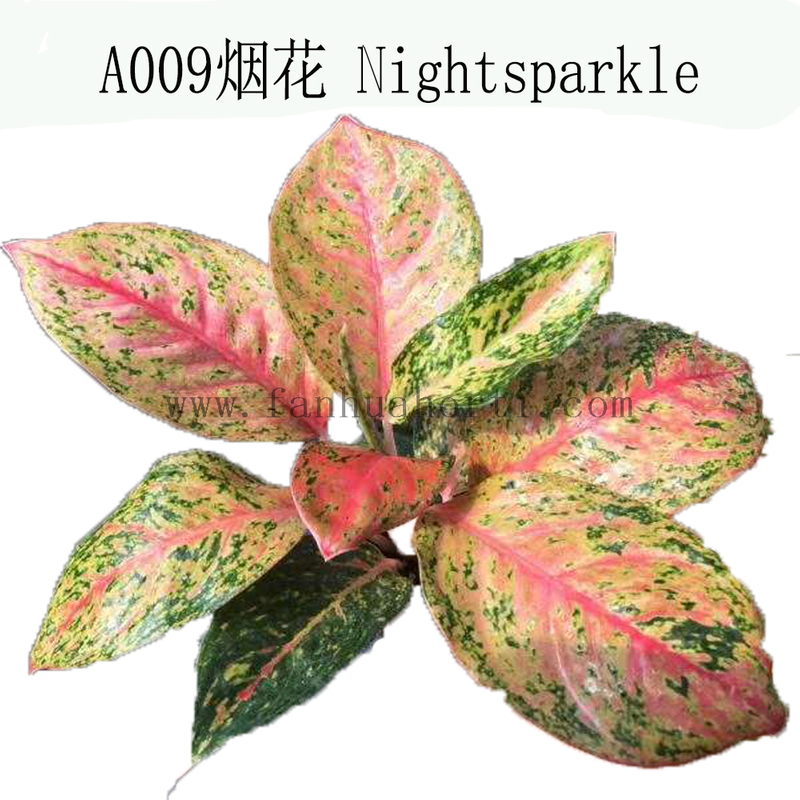 Starshining Aglaonema