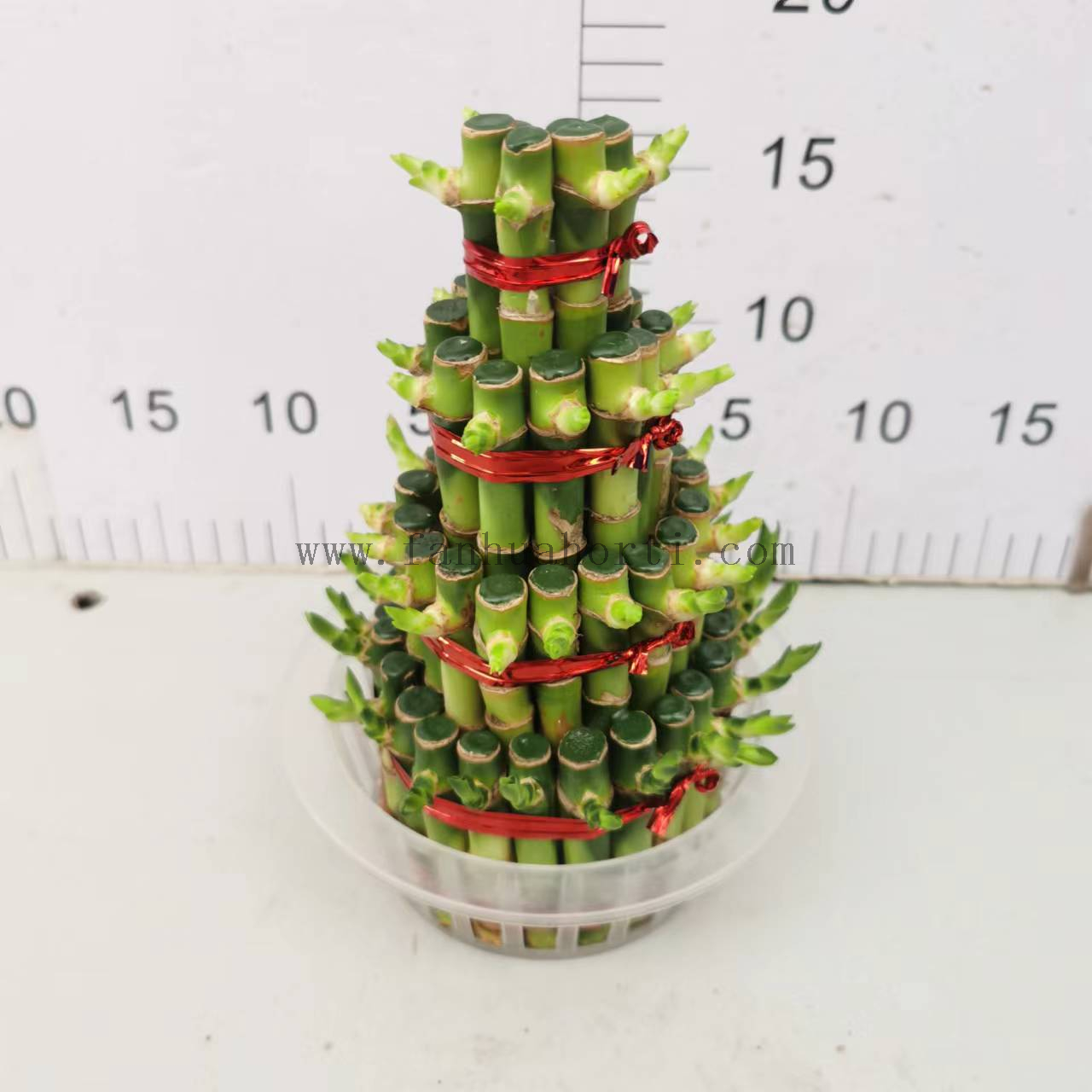 small 4 layers lucky bamboo 