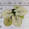 Caladium