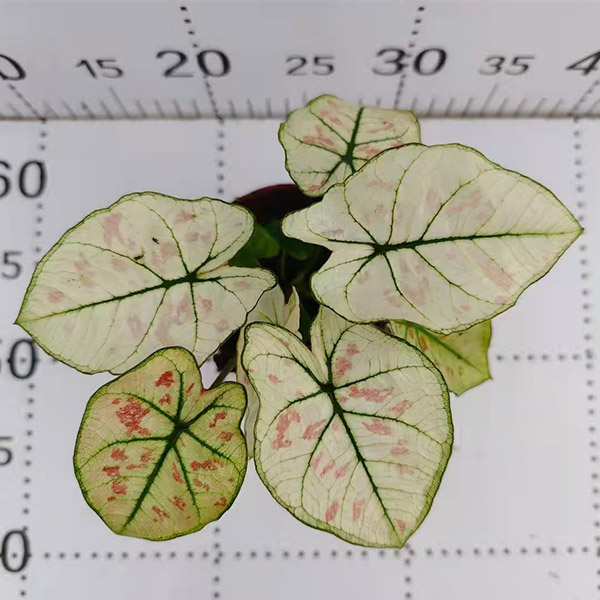 Caladium