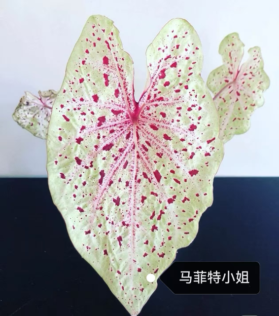 Caladium Moonlight raspberry bicolor Pink splash the moonstone miss muffet apple blosson