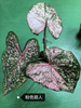 Caladium bicolor Pink summer tapestry froth rosebud Pink beauty lava
